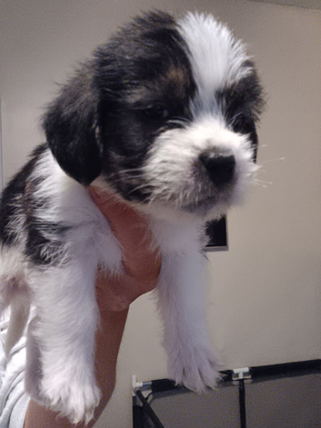 Ready now boy shihtzu cross puppy for sale last one of litter