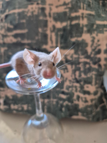 2 Cute Female Fancy Mice