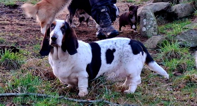 Basset girl