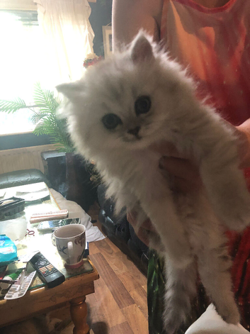 Persian chinchilla kittens