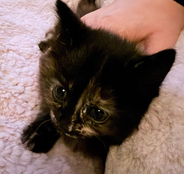 Female kitten for sale
