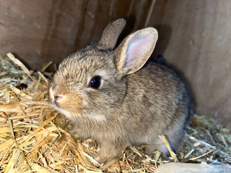 Baby neverland dwarf rabbits