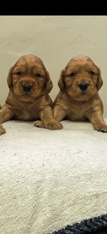 Cocker spaniel pups