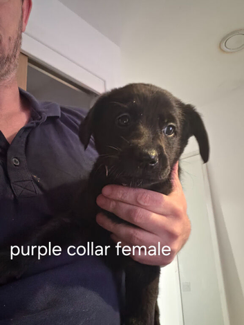 Shepador puppies
