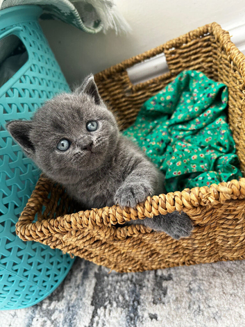 British Shorthair kittens