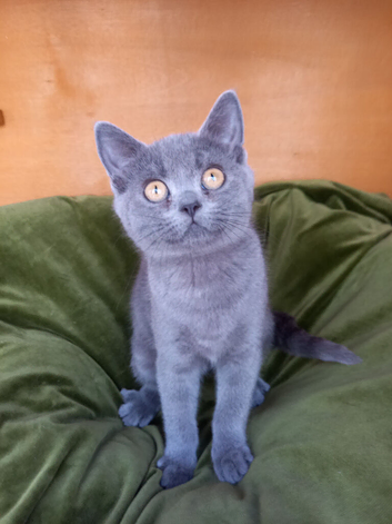 British shorthair kittens