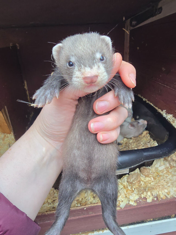 Ferret kits