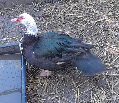 Muscovy drakes
