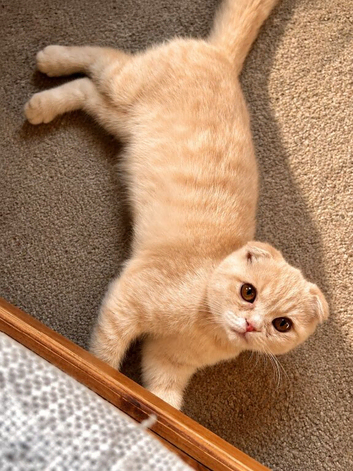 Scottish fold kittens