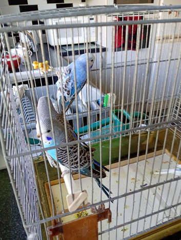 Baby budgies for sale &pound;25 each