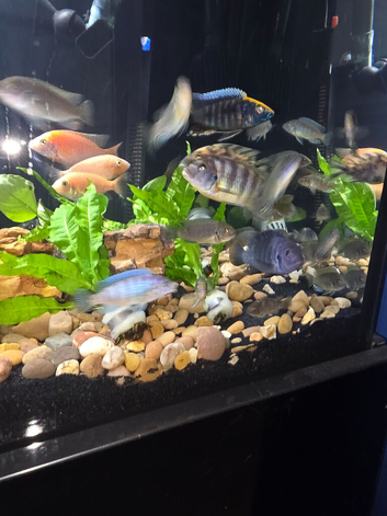 Baby Cichlids