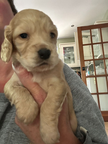 7 golden cocker spaniels