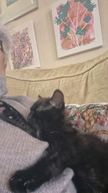 Stunning male black kitten