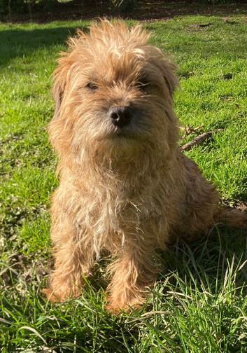 Lovely 8 year old border terrier
