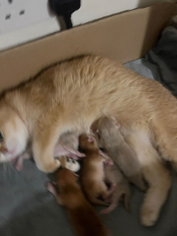 Rare Cy12 & Ny12 British Shorthair Kittens