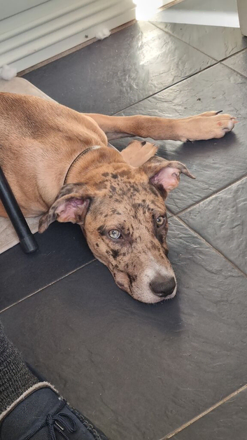 Catahoula leopard dog x Belgium malinois