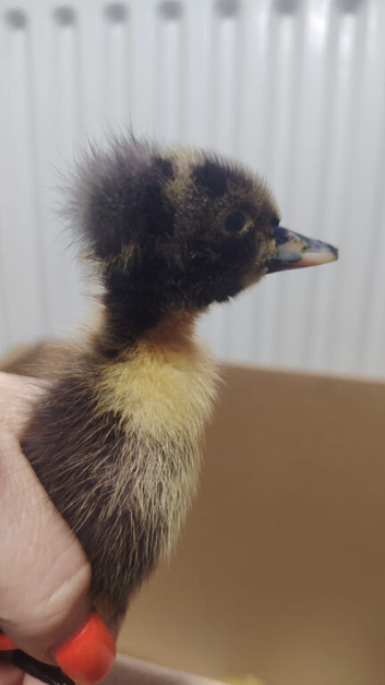Indian Runner ducklings