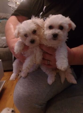 Maltese puppies