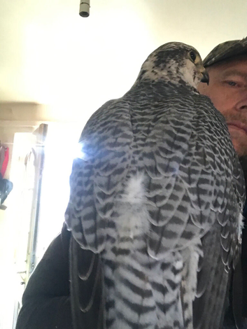 Lovely pair of males gyr sakers