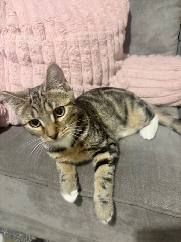 normal tabby cat
