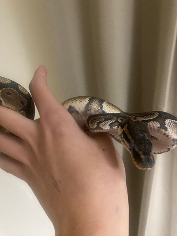 1 year old Wild type 100 het pied male ball python
