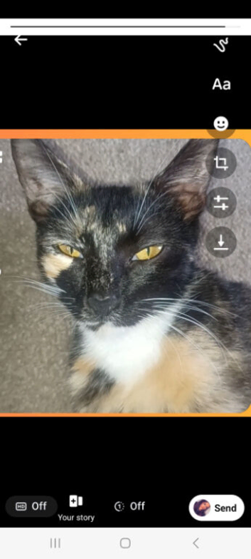 British short-haired maincoon