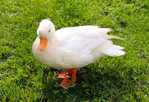 3 white call duck drakes