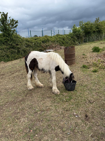 Filly cob for sale