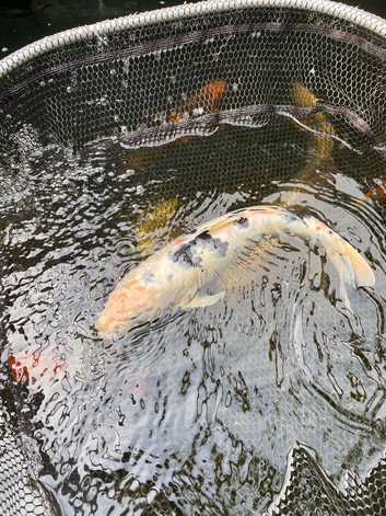 Koi