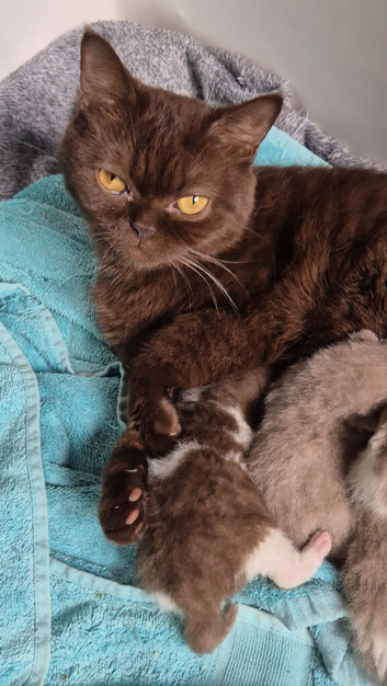 2 x stunning kittens available
