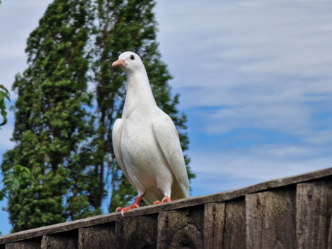 White pigeon for sale