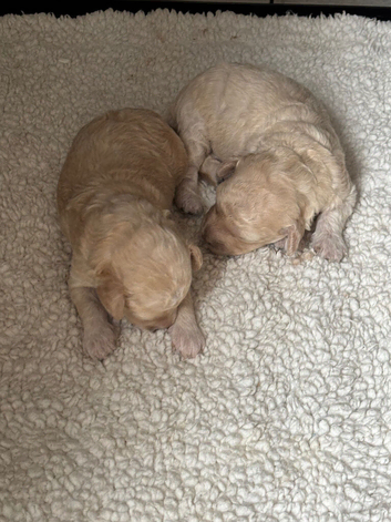 Miniature poodle