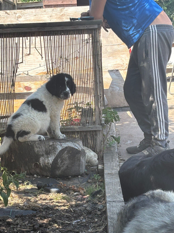 Ready Now &ndash; Newfoundland Bear Hybrids