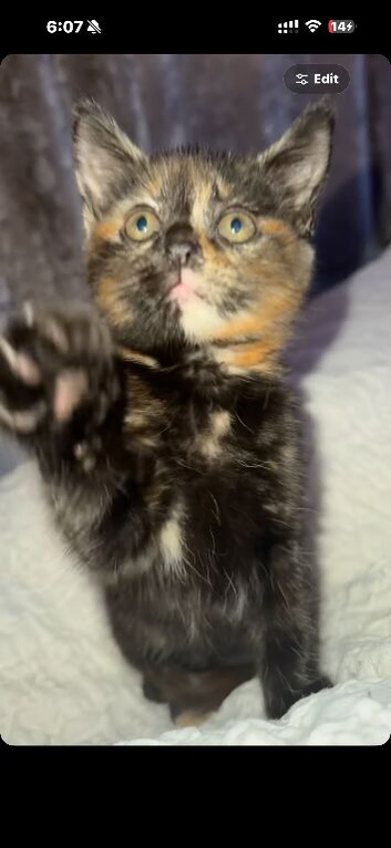 Tortie girl