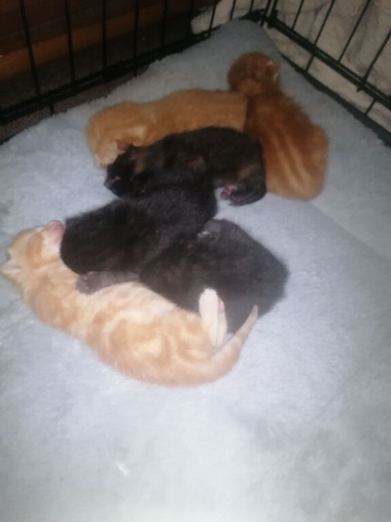 3 beaututiful boys left .