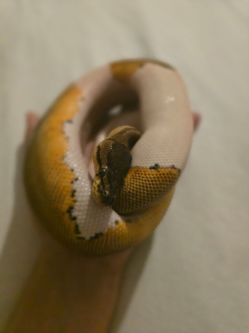 OD Pinstripe Pied 66% Het Sunset 50% Het Albino