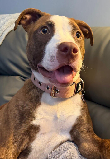 10 months old Staffy cross for rehome