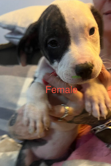 American bulldogs puppies