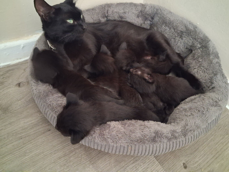Kittens ready- 06-09-26