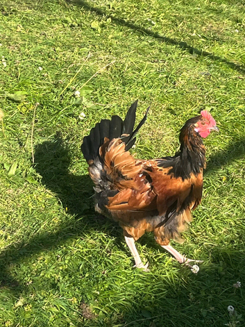2 cross vorweck cockrells