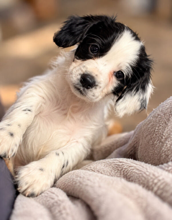 Cocker spaniel puppies