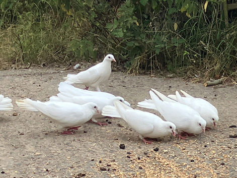White Garden Doves