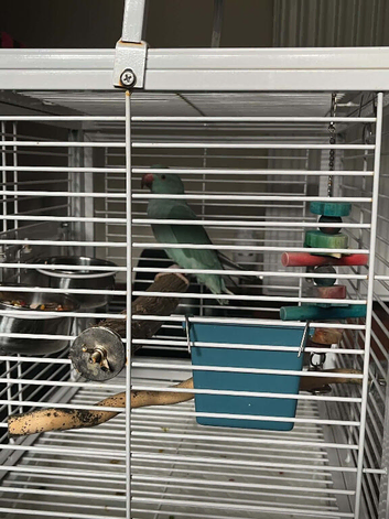 Blue baby ringneck
