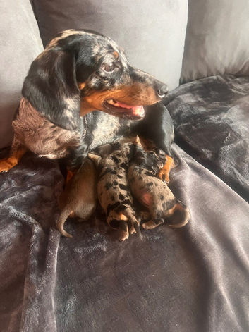 Miniature dachshund puppies