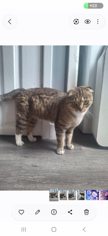 Girl cat