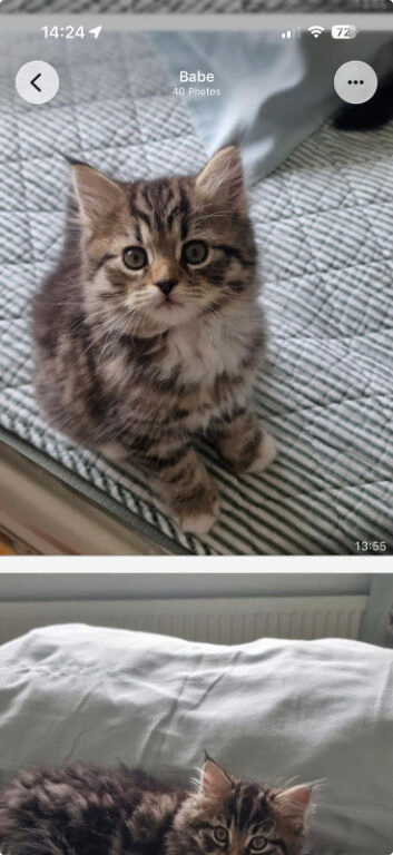 10 week old kittens