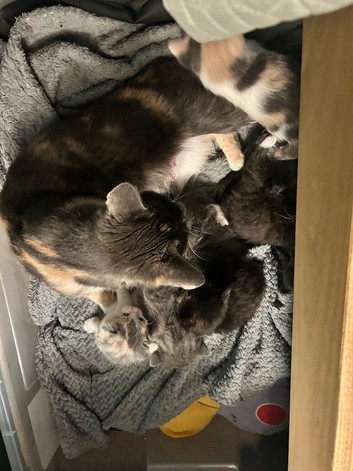 Female calico and male grey kittens