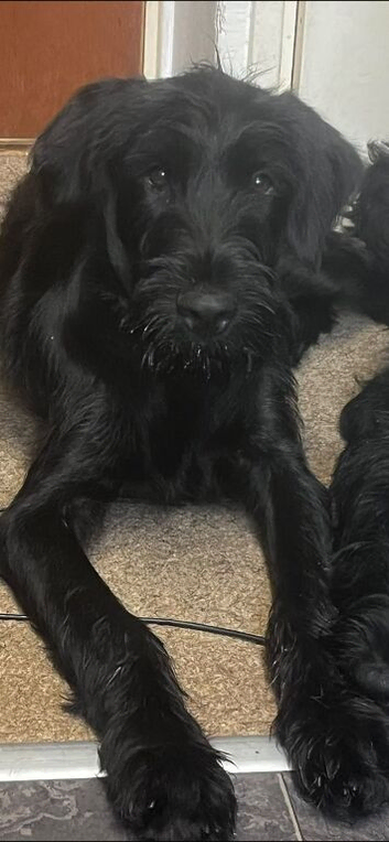 Beautiful 5Month old Black Russian terrier mix