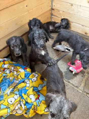 Bedlington terrier