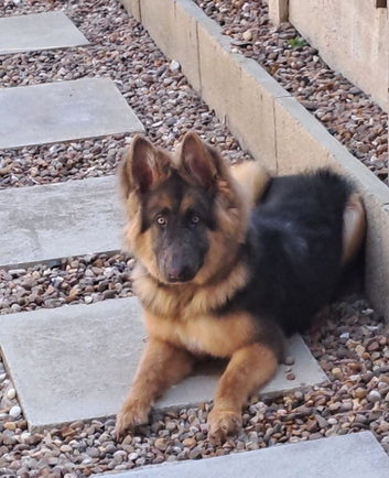 Beautiful kc blue&tan pup